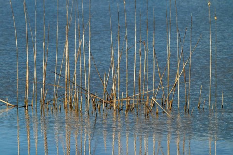Reed (Phragmites australis), Naturquartier Grosswilfersdorf, Grosswilfersdorf, Styria, Austria