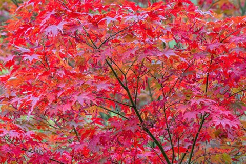 Red maple (Acer rubrum), in autumn, Herberstein Castle, Herberstein, Styria, Austria