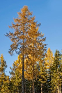 European larch (Larix decidua), autumn color, Weerberg, Tyrol, Austria