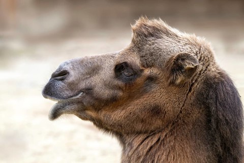 Trampelus (Camelus bactrianus), Tierwelt Herberstein, Herberstein, Styria, Austria