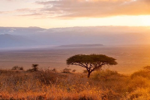 Umbrella macaque in savanna landscape at sunrise, atmospheric morning light, view of the Ngorongoro