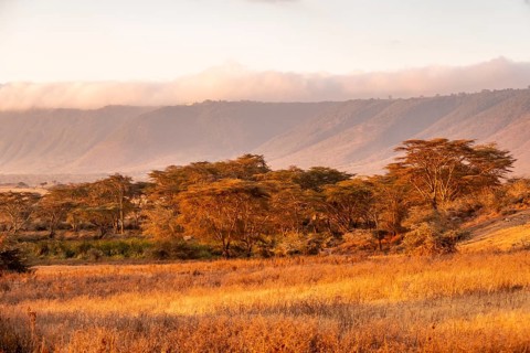 Forest of yellow bark acacia or fever acacia (Vachellia xanthophloea) and crater rim at sunrise,