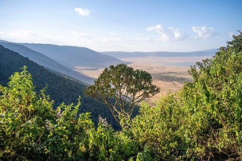 View from the crater rim over Ngorongoro Crater, candelabra tree (Euphorbia candelabrum), in the