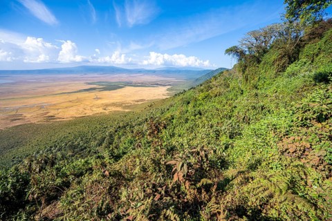 View of Ngorongoro Crater, Crater Viewpoint, Forest and Savanna Landscape, Ngorongoro Conservation