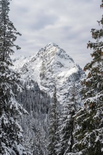 View of snowy forest and Waxenstein summit, in winter, Wetterstein Mountains,