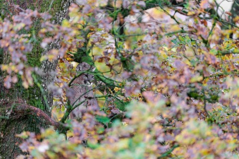 A female cougar (Puma concolor) rests hidden by leaves on a big branch high up in an oak tree. W