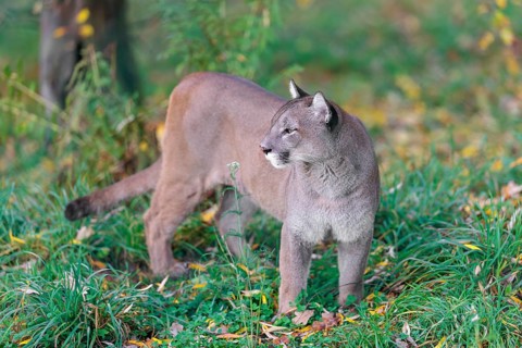 A male cougar (Puma concolor) stands in tall grass in a forest, looking around. W USA, S Canada,