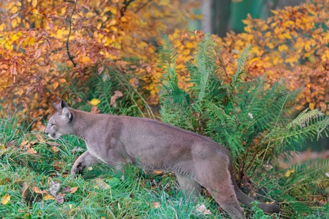 A male cougar (Puma concolor) runs through tall grass in a forest bathed in autumnal colors. W USA,