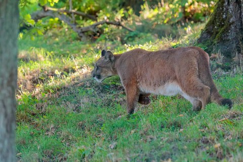 A male cougar (Puma concolor) runs through tall grass in a forest. W USA, S Canada, Central and