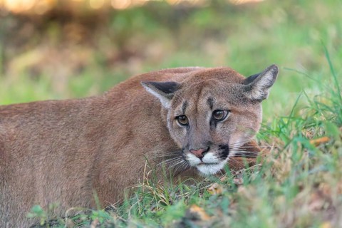 A male cougar (Puma concolor) crouches in tall grass in a forest. Western USA, southern Canada,