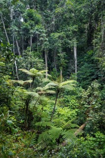 Tree ferns among dense vegetation in tropical rainforest, Amani Nature Forest Reserve, Tanga,