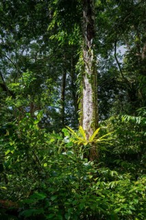 Dense vegetation in tropical rainforest, Amani Nature Forest Reserve, Tanga, Tanzania