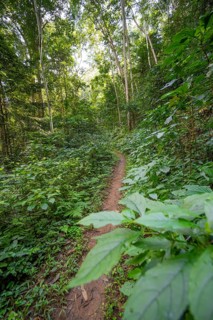Hiking trail through dense vegetation in tropical rainforest, Amani Nature Forest Reserve, Tanga,