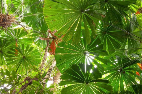Australian fan palms in sunny rainforest on the way to Mount Sorrow in Daintree National Park