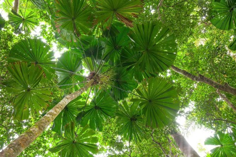 Misty tropical forest with ficus and endemic species on the way to Mount Sorrow in Daintree