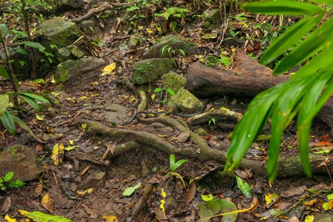 Queue on hiking trail to Mount Sorrow summit, Daintree National Park, Queensland, Australia