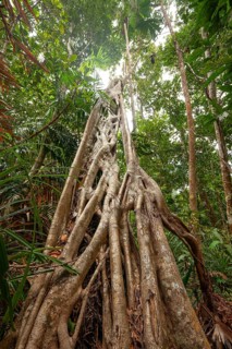 Mighty strangle tree in the tropical rainforest of Daintree National Park, Queensland, Australia