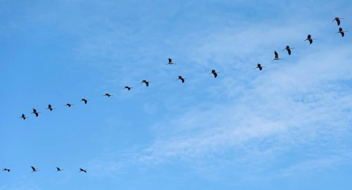 Cranes flying in formation (Grus grus), DarÃŸ, Mecklenburg-Western Pomerania, Germany