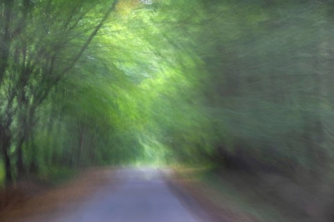 Buchenallee (Fagus), Movement, Mecklenburg-Western Pomerania, Germany
