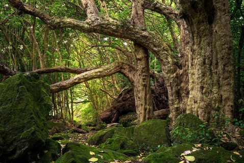 Forest landscape in New Zealand in the Cathedral Cove Walk area. Hahei, Coromandel Peninsula,