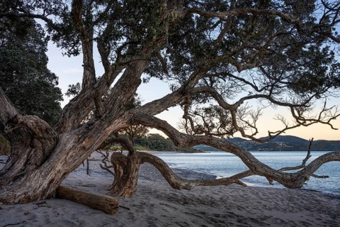 New Zealand Christmas tree (Metrosideros) on sandy beach. Ferry Landing, Coromandel Peninsula,