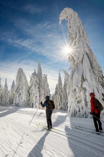 Snow-covered firs and cross-country skiers, StÃ¼benwasen, Feldberg, Todtnauberg, Black Forest,