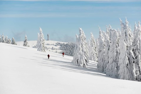 Snow-covered fir trees and snowshoe hikers, StÃ¼benwasen, Feldberg, Todtnauberg, Black Forest,