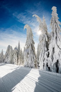 Snow-covered fir trees and cross-country skiing trail, StÃ¼benwasen, Feldberg, Todtnauberg, Black