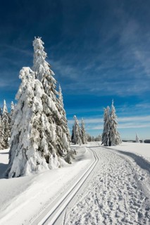 Snow-covered fir trees and cross-country skiing trail and winter hiking trail, StÃ¼benwasen,