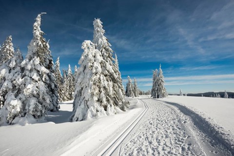 Snow-covered fir trees and cross-country skiing trail and winter hiking trail, StÃ¼benwasen,