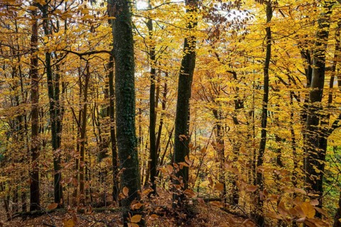 Autumn forest, near Ãœberlingen, Lake Constance, Baden-WÃ¼rttemberg, Germany