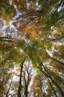 Autumn forest, view of the treetops from below, Schauinsland, Freiburg im Breisgau, Black Forest,