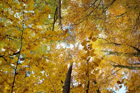 Autumn forest, view of the treetops from below, Schauinsland, Freiburg im Breisgau, Black Forest,