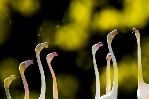 Pink flamingos, Phoenicopterus ruber-roseus