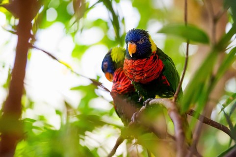 Parrot, colorful, all-color lory, Trichoglossus haematodus