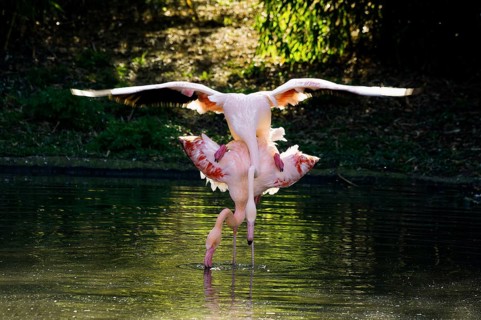 Pink flamingos, Phoenicopterus ruber-roseus, mating