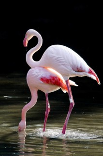 Pink flamingos, Phoenicopterus ruber-roseus