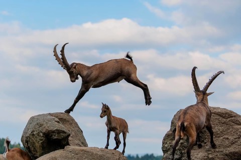 A male ibex (Capra ibex) jumps from rock to rock. A blue sky with clouds can be seen in the