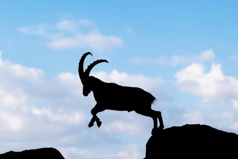 A male ibex (Capra ibex) jumps from rock to rock. Silhouette against a blue sky with clouds.