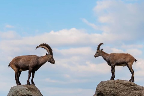 A male and female ibex (Capra ibex) stand facing each other on separate rocks. A blue sky with