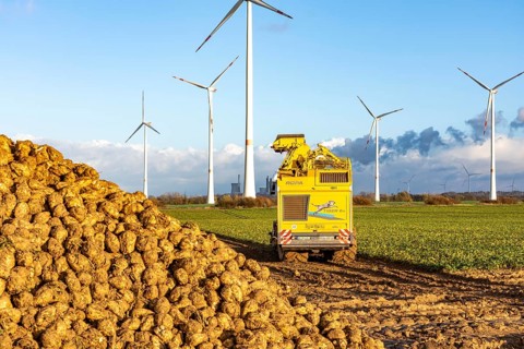 Sugar beet harvest, with an automatic, digitized, Ropa Tiger S6 sugar beet harvester, near