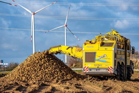 Sugar beet harvest, with an automatic, digitized, Ropa Tiger S6 sugar beet harvester, depositing