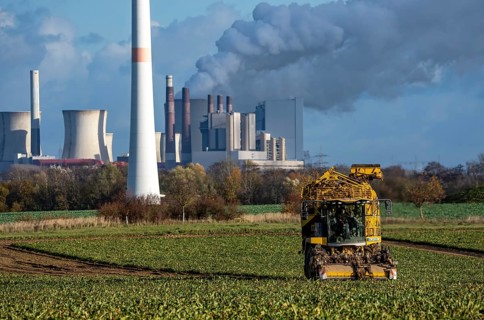 Sugar beet harvest, with an automatic, digitized, Ropa Tiger S6 sugar beet harvester, near