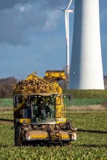 Sugar beet harvest, with an automatic, digitized, Ropa Tiger S6 sugar beet harvester, near