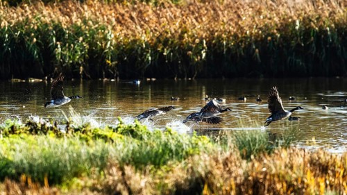 Canada Goose, Branta Canadensis, birds in flight over marshes
