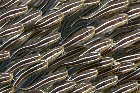 Swarm of striped coral catfish (Plotosus) lineatus), close-up, graphic, on the wreck of the SS