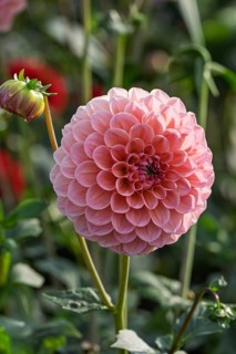 Dahlias (Dahlia), MÃ¼nsterland, North Rhine-Westphalia, Germany