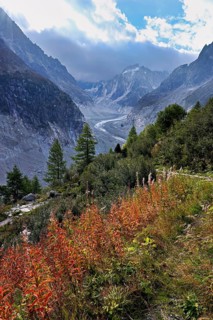 A group of autumn-colored narrow-leaved willow herbs (Epilobium angustifolium), behind the glacial
