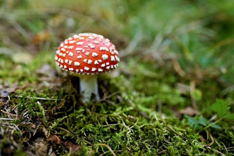 Poisonous toadstool (Amanita muscaria), in meadow, Chamonix, France