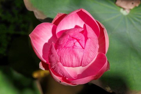 Lotus bud, Nelumbo nucifera, Bali, Indonesia